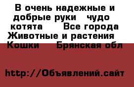 В очень надежные и добрые руки - чудо - котята!!! - Все города Животные и растения » Кошки   . Брянская обл.
